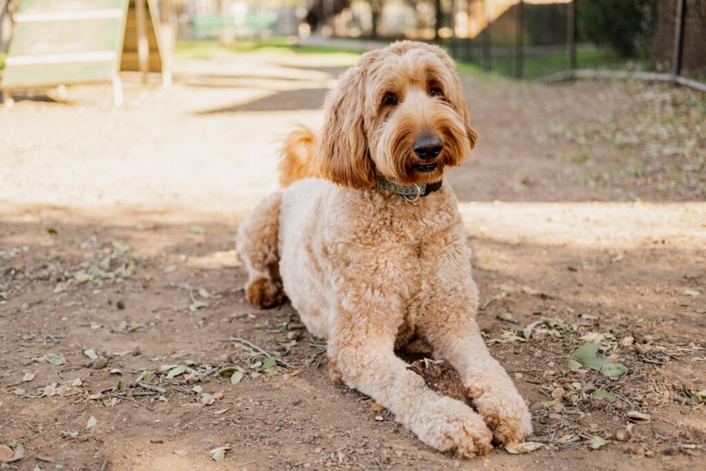 How to Choose the Right Goldendoodle for Your Family Featured Image 2 1024x683