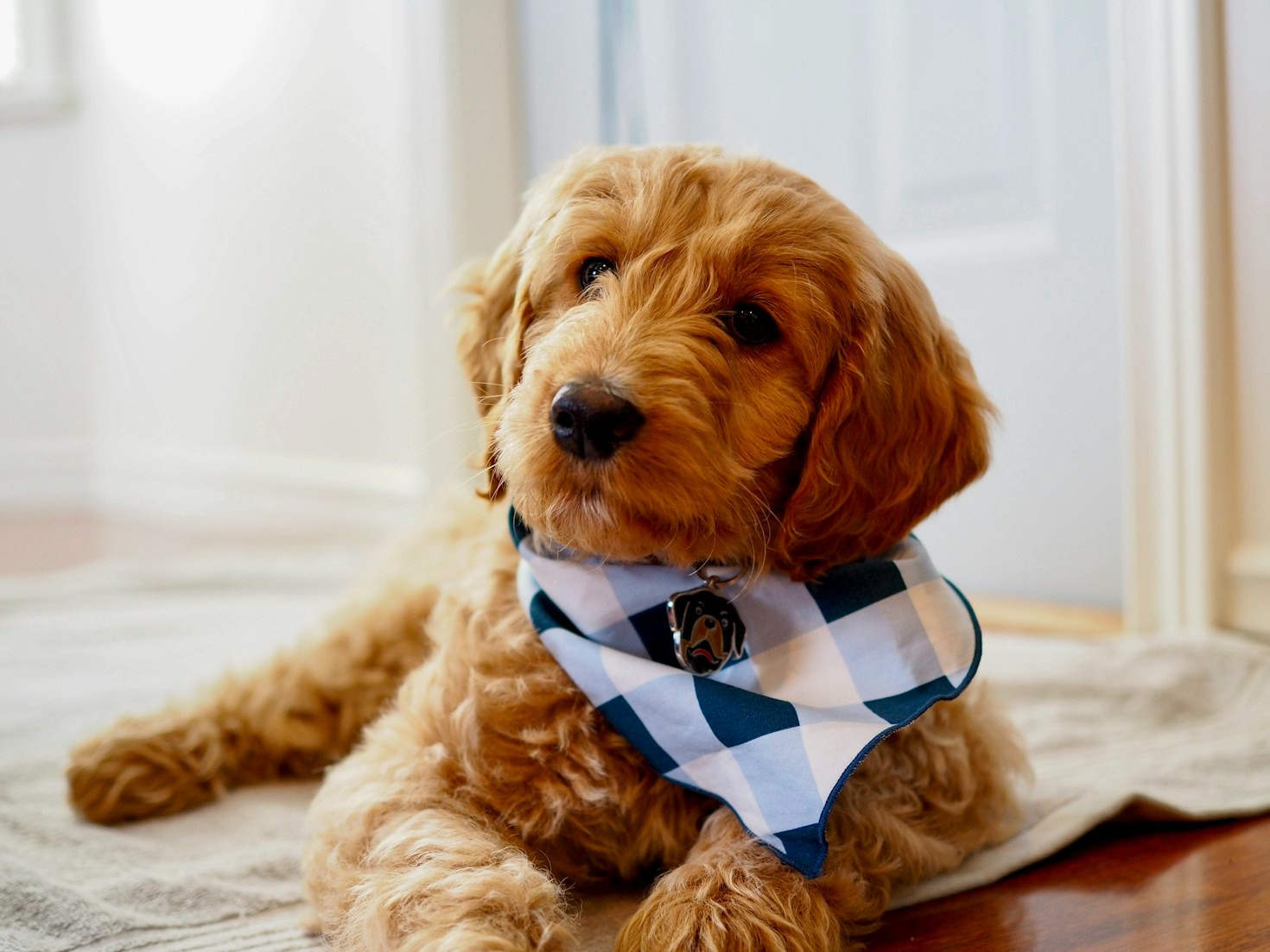 The Ultimate Guide to Goldendoodle Grooming