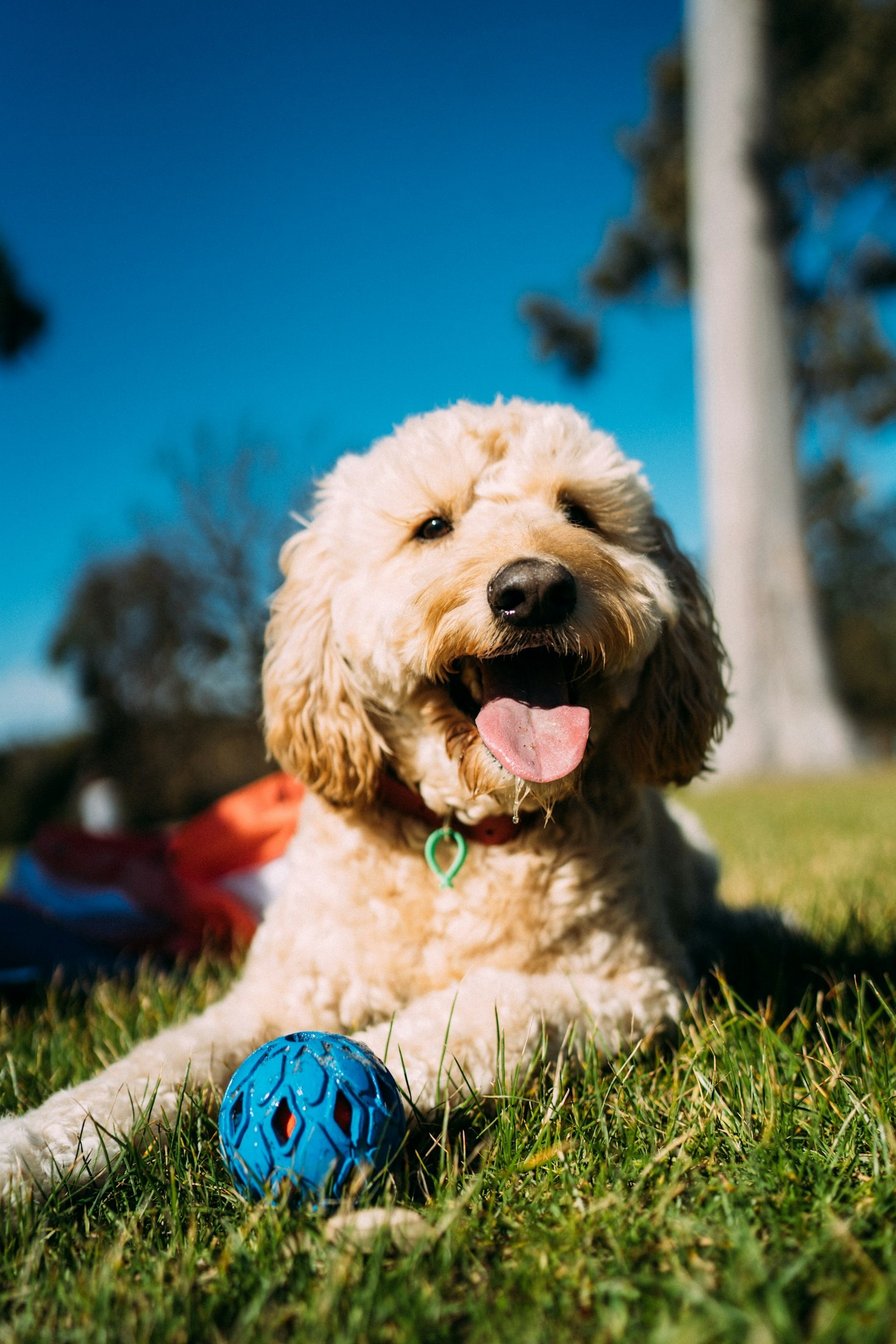 Understanding the Unique Traits of Goldendoodles