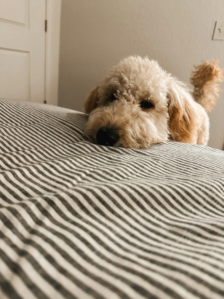 Goldendoodle Diet: What You Need to Know Featured Image 5 768x1024