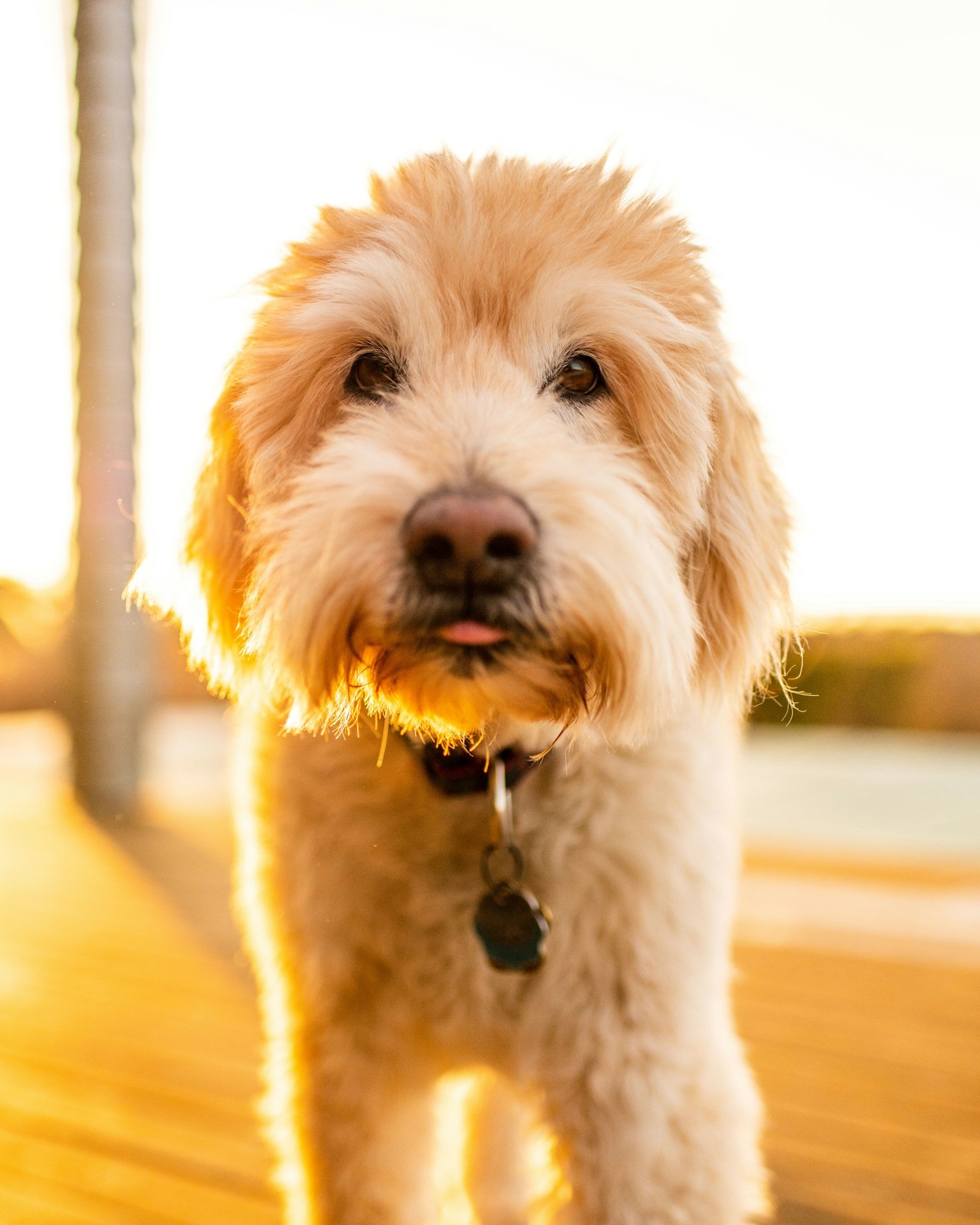 The Joys and Challenges of Owning a Goldendoodle