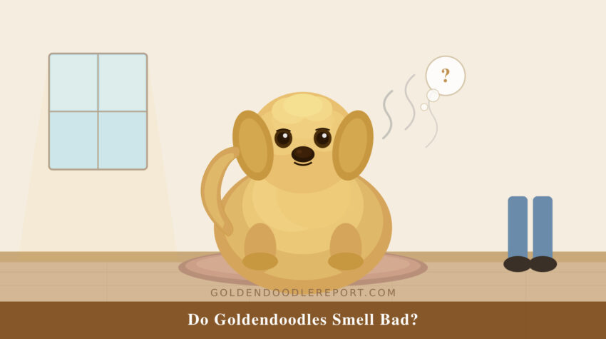 Do Goldendoodles smell bad — illustrated guide to the five causes of Goldendoodle odour