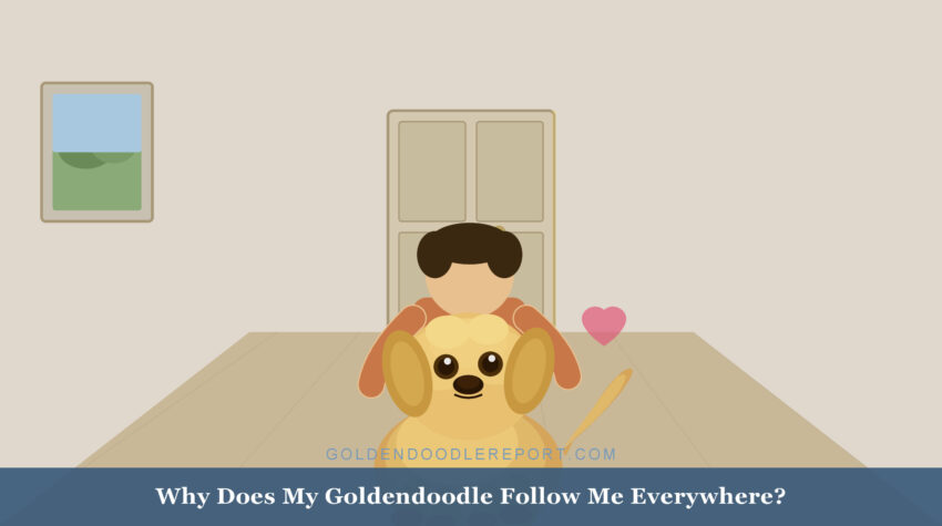 Why does my Goldendoodle follow me everywhere — a Goldendoodle following its owner closely through a home hallway