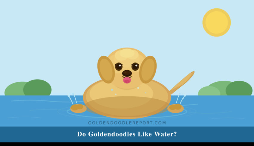 Do Goldendoodles like water — a Goldendoodle swimming in a lake
