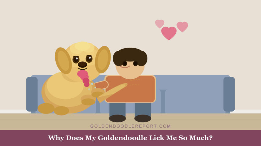 Why does my Goldendoodle lick me so much — illustrated guide to the five reasons Goldendoodles lick their owners