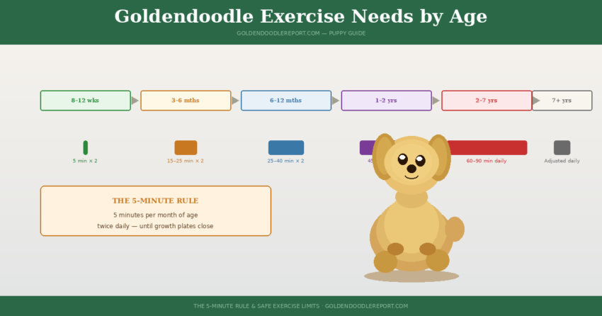 Goldendoodle exercise needs by age — illustrated guide showing safe exercise limits from puppy to senior