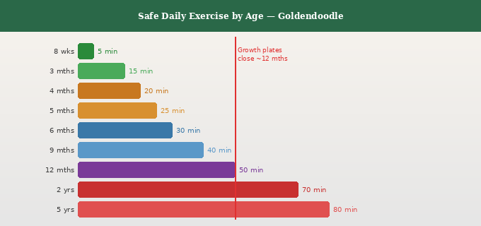 Goldendoodle exercise needs by age — bar chart showing safe daily exercise minutes from 8 weeks to adult