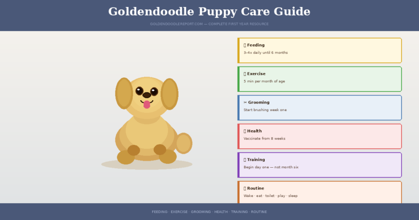 Goldendoodle puppy care guide — illustrated overview of the first year of puppy care for Goldendoodle owners