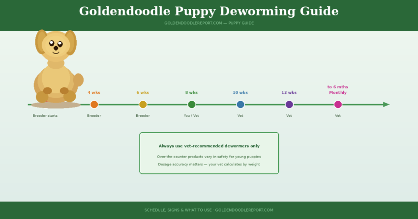 Goldendoodle puppy deworming guide — illustrated schedule showing deworming milestones from 2 weeks to 6 months