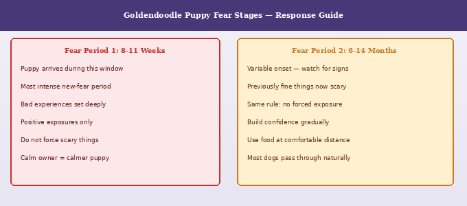 Goldendoodle puppy fear stages response guide comparing fear period 1 at 8-11 weeks and fear period 2 at 6-14 months