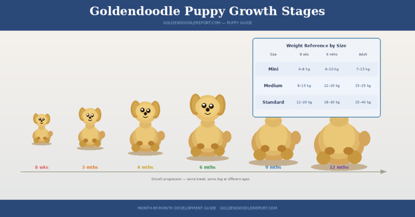 Goldendoodle puppy growth stages — illustrated progression showing size increase from 8 weeks to 12 months with weight reference