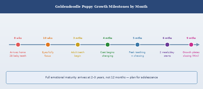Goldendoodle puppy growth stages milestone timeline from 8 weeks to 9 months showing key developmental markers