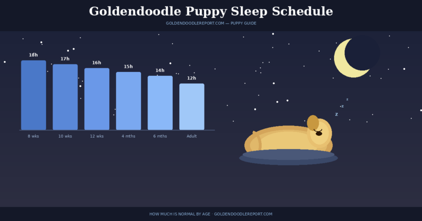 Goldendoodle puppy sleep schedule — illustrated night scene showing sleep hours by age from puppy to adult