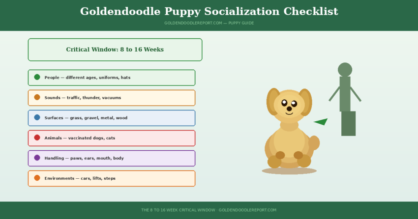 Goldendoodle puppy socialization checklist — illustrated guide to the 8 to 16 week critical socialization window