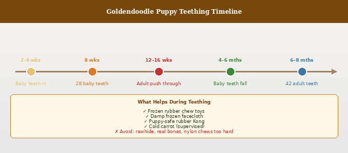 Goldendoodle puppy teething timeline showing stages from 2 weeks to 6-8 months with chewing tips
