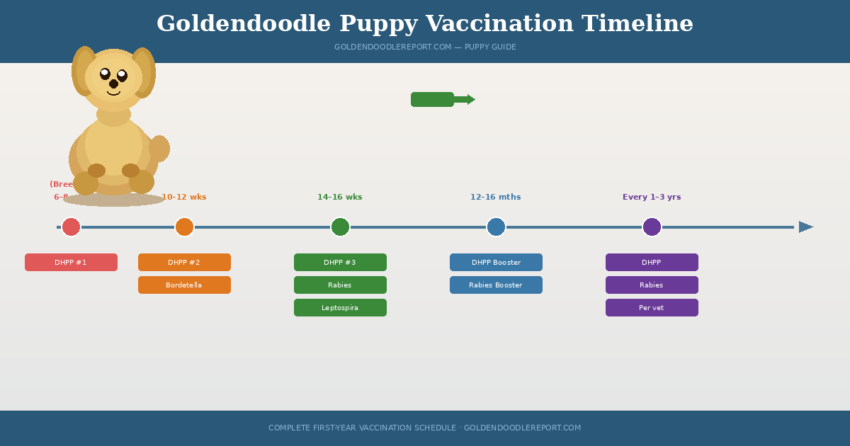 Goldendoodle puppy vaccination timeline — illustrated schedule showing core vaccines from 8 weeks through the first year