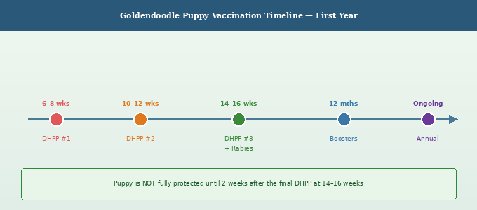 Goldendoodle puppy vaccination timeline chart showing vaccination milestones from 6 weeks to ongoing adult boosters