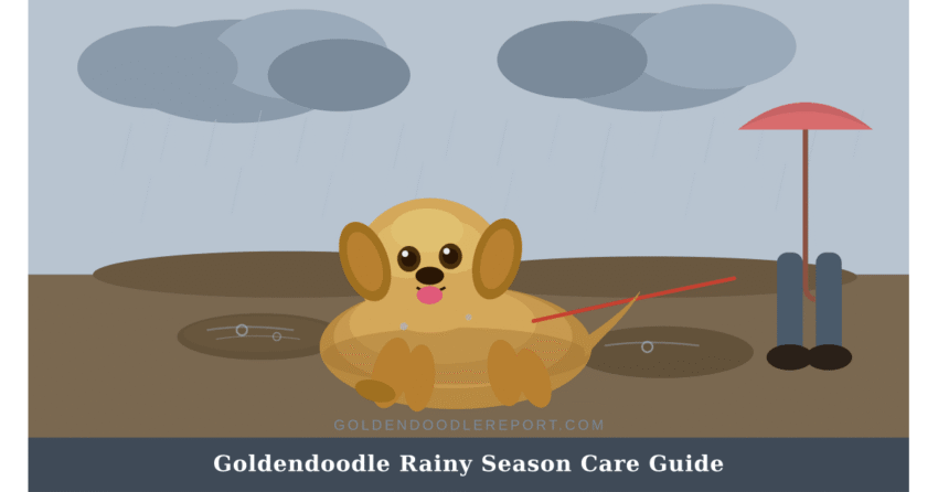 Goldendoodle rainy season care guide — illustrated scene of a Goldendoodle walking through rain with owner holding umbrella