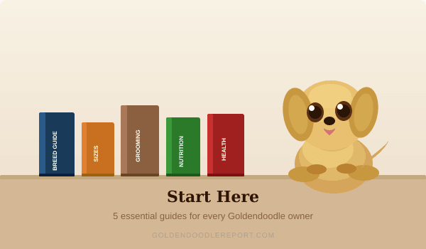 Where to start on Goldendoodle Report — the 5 essential guides for new owners