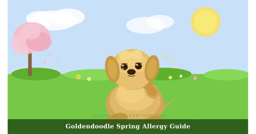 Goldendoodle spring allergies guide — illustrated scene of a Goldendoodle in a spring garden with pollen in the air