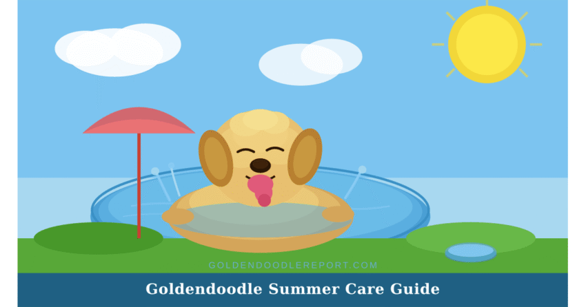 Goldendoodle summer care guide — illustrated scene of a Goldendoodle swimming in a backyard pool on a sunny day
