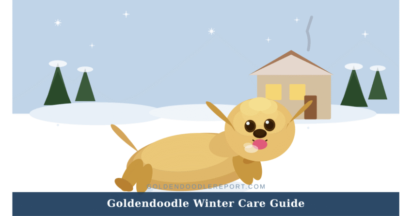 Goldendoodle winter care guide — illustrated scene of a Goldendoodle bounding through snow in a winter landscape