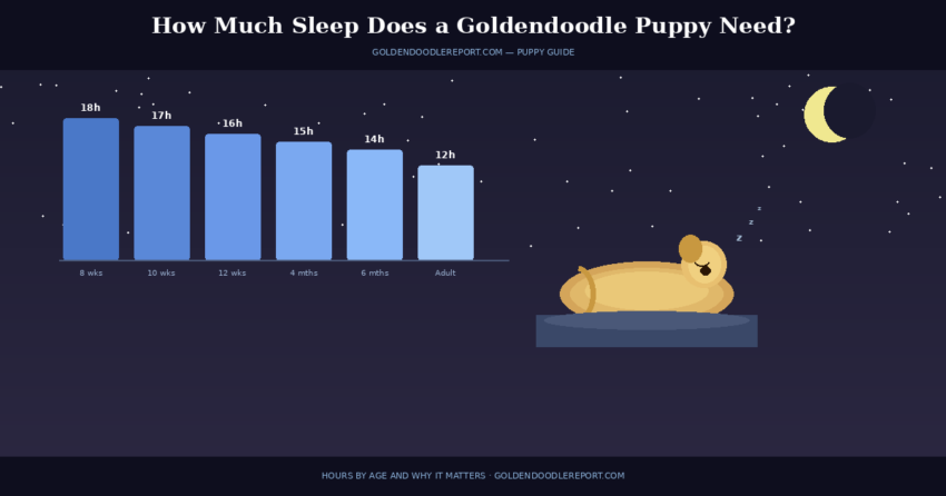 How much sleep does a Goldendoodle puppy need — illustrated night scene with sleep hours bar chart showing daily requirements from 8 weeks to adulthood