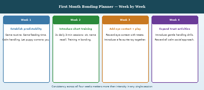 How to bond with a Goldendoodle puppy — illustrated scene showing the four bonding pillars with person and puppy making eye contact during training