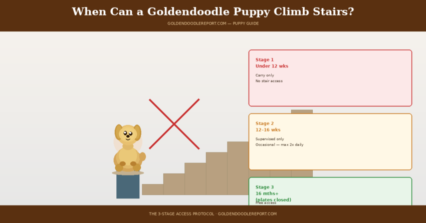 When can a Goldendoodle puppy climb stairs — three stage access protocol showing carry only under 12 weeks, supervised occasional from 12 weeks, and free access after growth plate closure