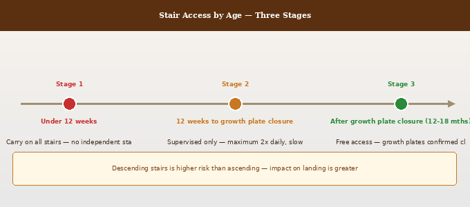 When can a Goldendoodle puppy climb stairs — three stage access protocol showing carry only under 12 weeks, supervised occasional from 12 weeks, and free access after growth plate closure