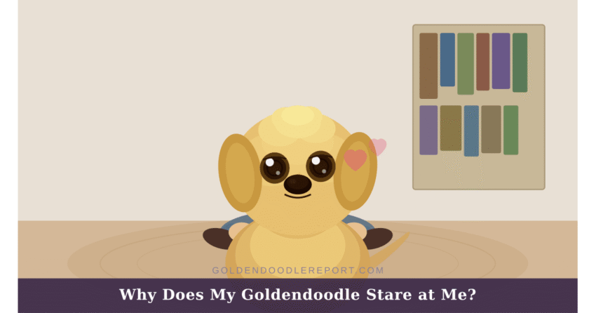 Why does my Goldendoodle stare at me — illustrated guide to the four types of Goldendoodle staring