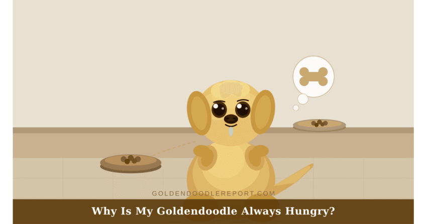 Why is my Goldendoodle always hungry — illustrated guide to food motivation and hunger in Goldendoodles