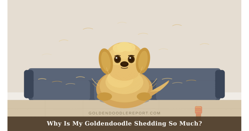 Why is my Goldendoodle shedding so much — illustrated guide to Goldendoodle shedding causes and solutions