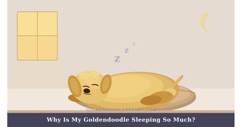 Why is my Goldendoodle sleeping so much — illustrated guide to Goldendoodle sleep by life stage