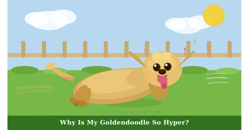 Why is my Goldendoodle so hyper — illustrated guide to the three types of Goldendoodle hyperactivity