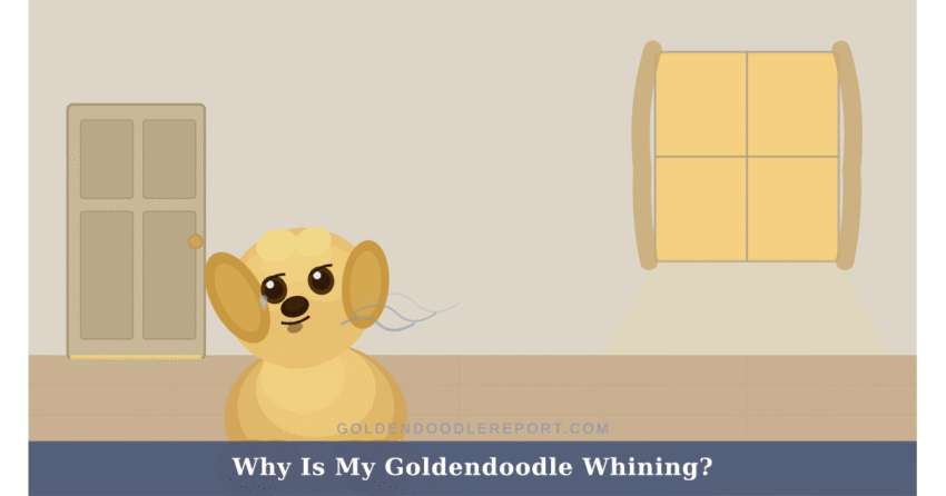 Why is my Goldendoodle whining — illustrated guide to the four types of Goldendoodle whining