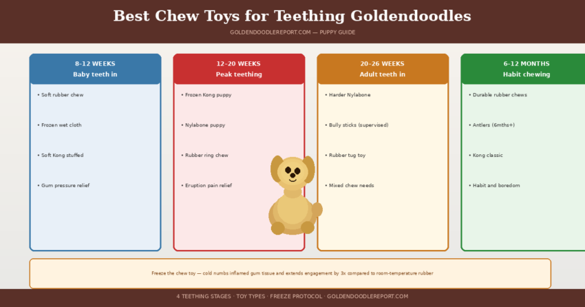 Best chew toys for teething Goldendoodles — four stage timeline showing recommended toy types from 8 weeks through 12 months with freeze protocol note
