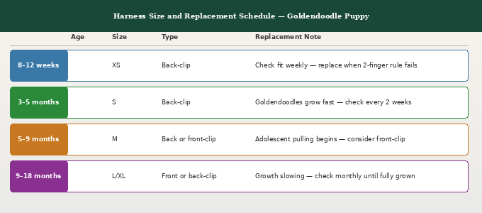 Best harness for Goldendoodle puppies — size and replacement schedule showing harness size, type, and check frequency from 8 weeks to 18 months