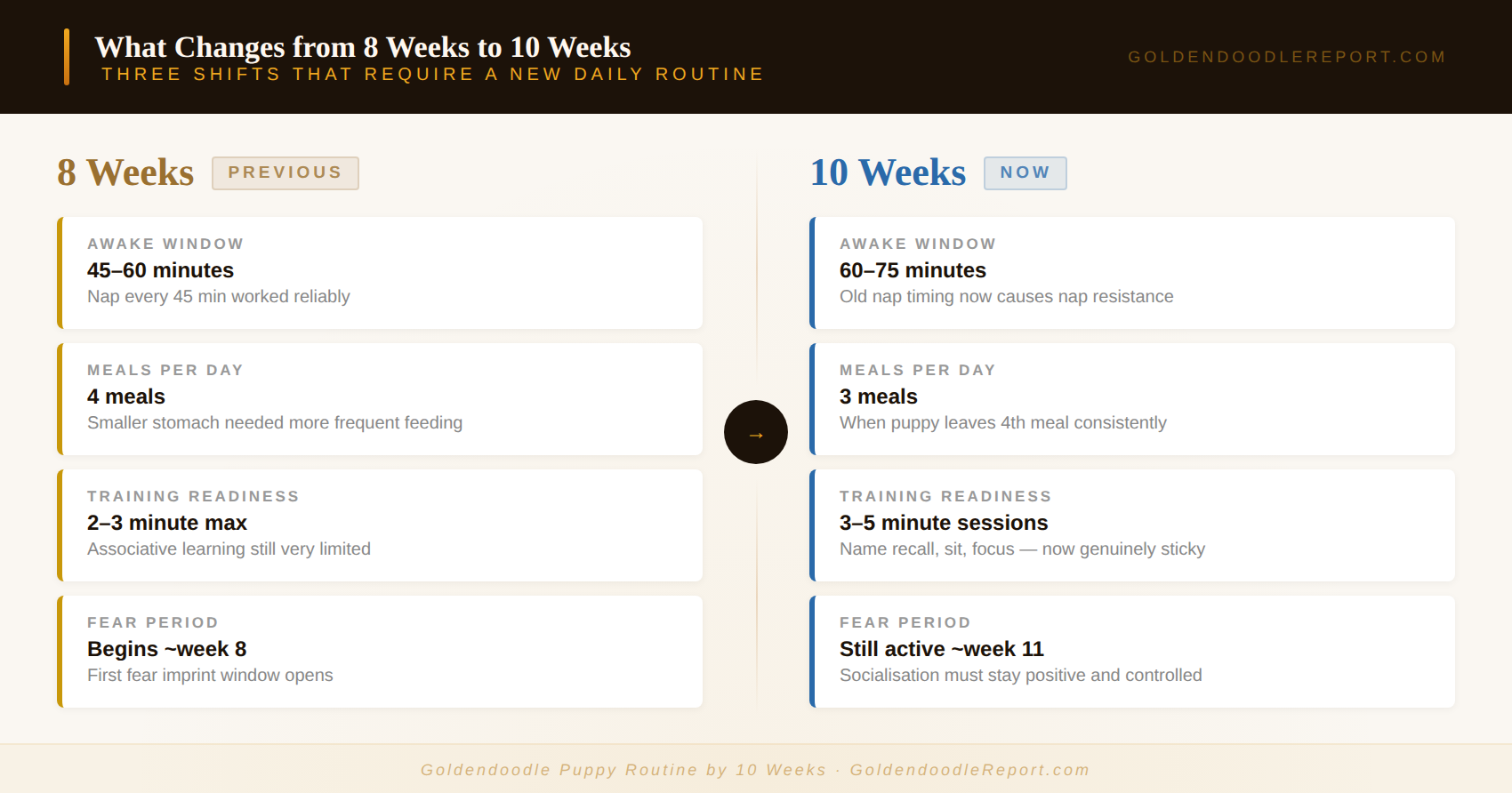 What changes in a Goldendoodle puppy routine from 8 weeks to 10 weeks — awake windows, meal frequency and training readiness