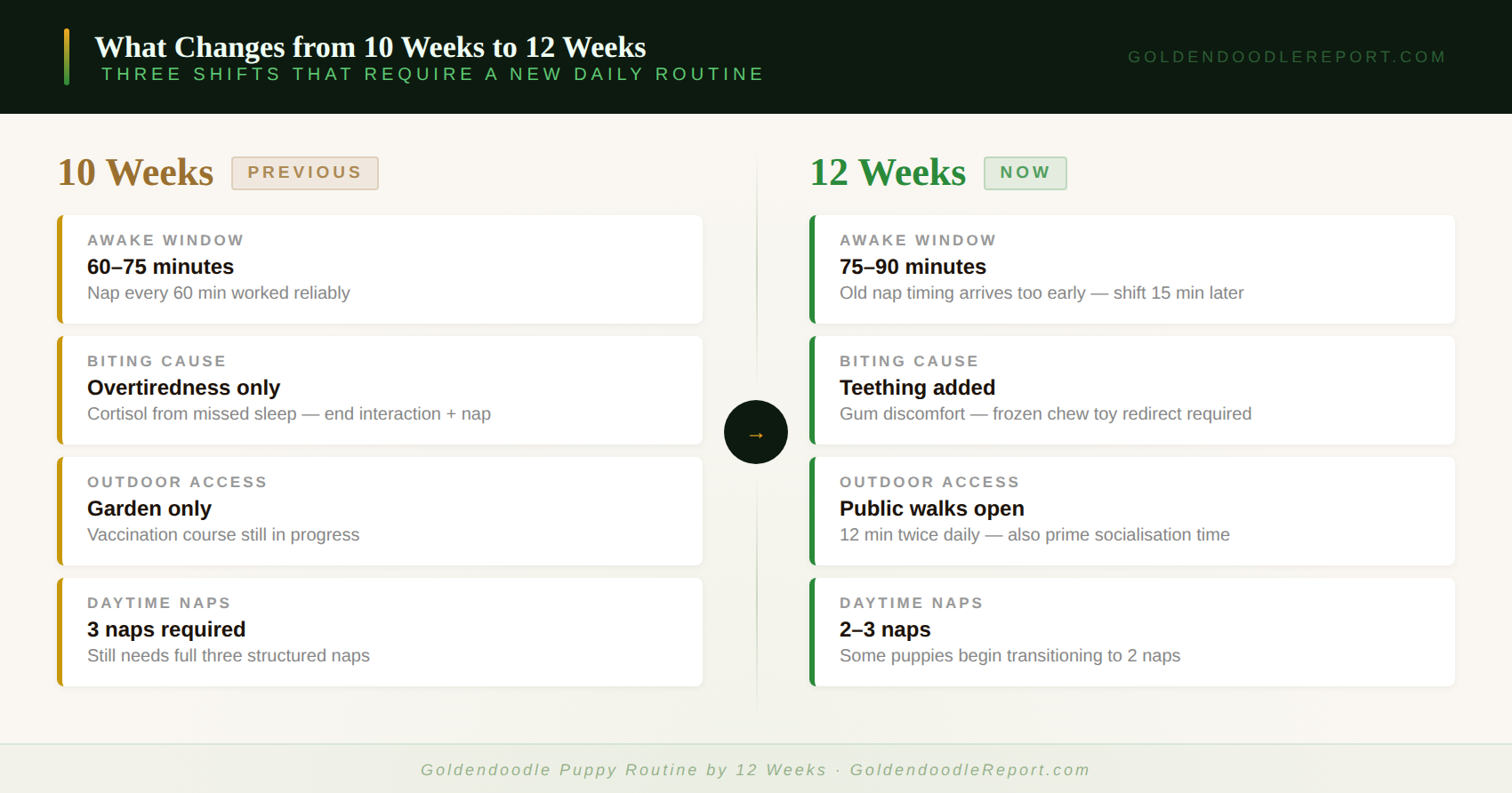 What changes in a Goldendoodle puppy routine from 10 weeks to 12 weeks — awake windows, teething onset and outdoor access