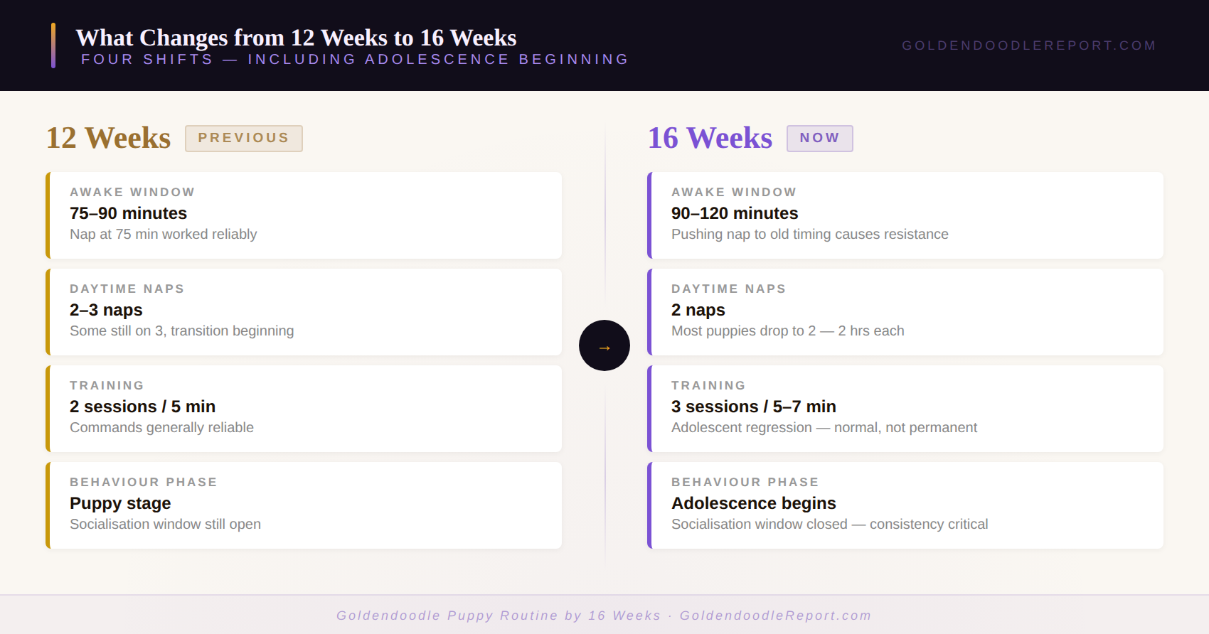 What changes in a Goldendoodle puppy routine from 12 weeks to 16 weeks — awake windows, nap reduction, adolescence onset and socialisation window closure