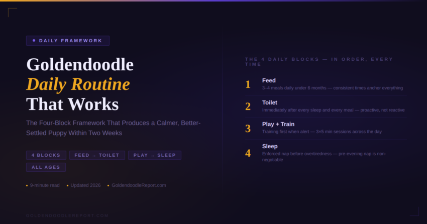 Goldendoodle daily routine — the four-block framework showing Feed, Toilet, Play and Train, and Sleep sequence that produces a calmer puppy within two weeks