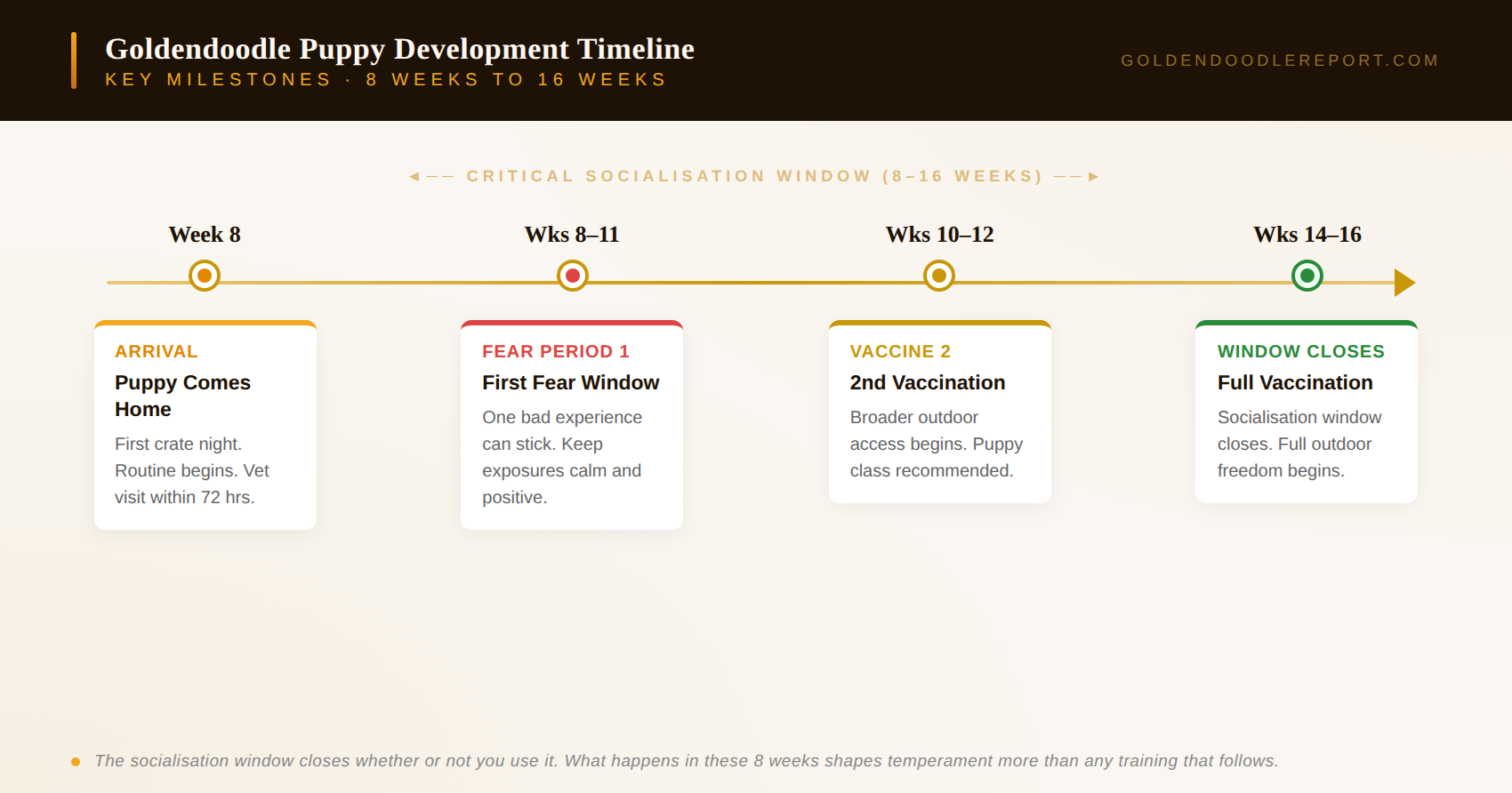 Goldendoodle puppy development timeline showing critical socialisation window from 8 to 16 weeks with fear period, vaccinations and window closure milestones