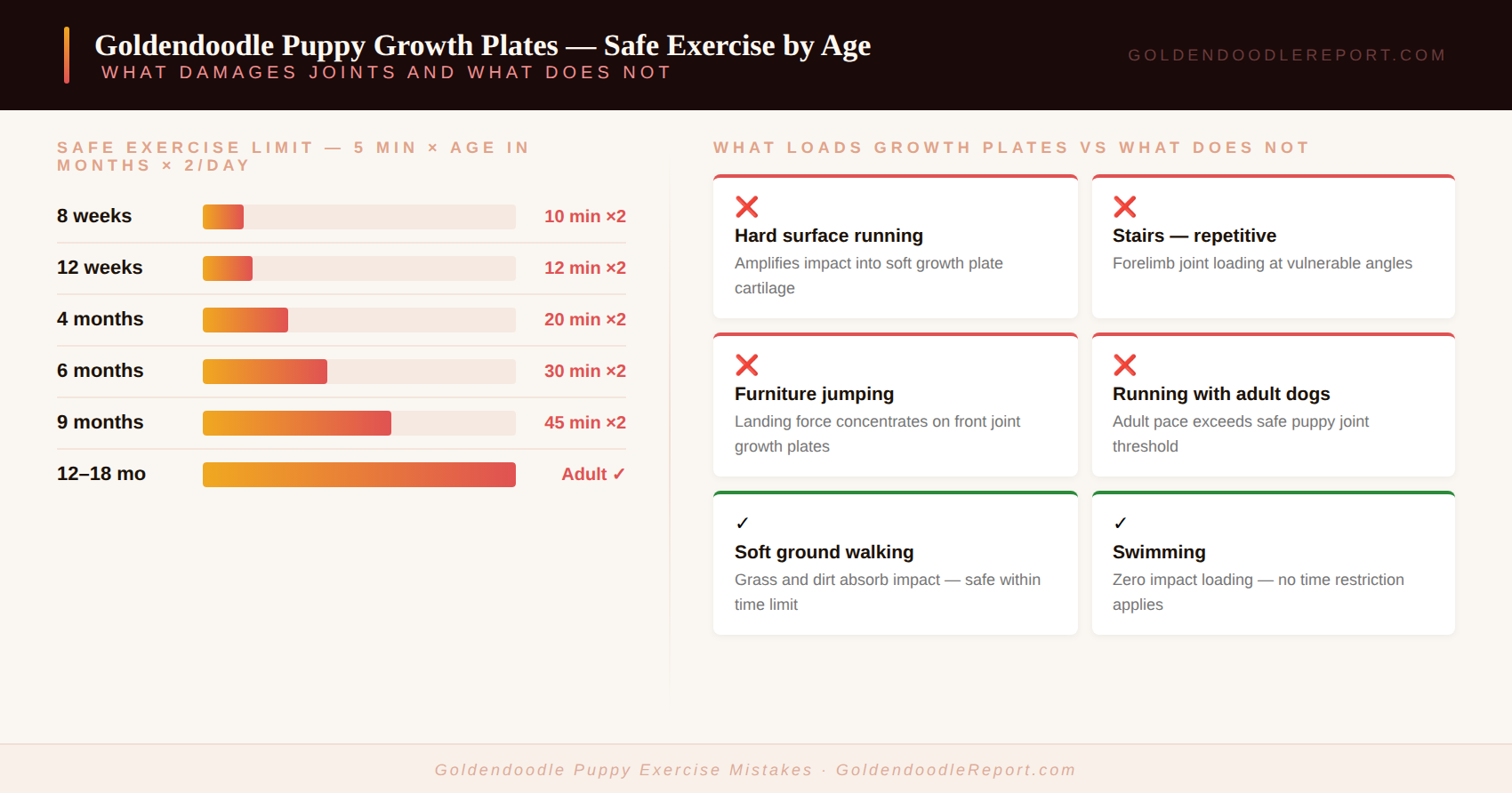 Goldendoodle puppy exercise mistakes — growth plate location diagram showing vulnerable joints and safe exercise guideline by age