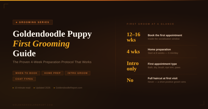 Goldendoodle puppy first grooming guide — proven 4-week home preparation protocol and what the first appointment should include