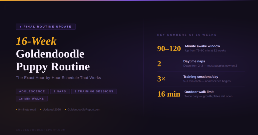 Goldendoodle puppy routine by 16 weeks — complete hour-by-hour schedule with key numbers including adolescence onset and 2-nap transition