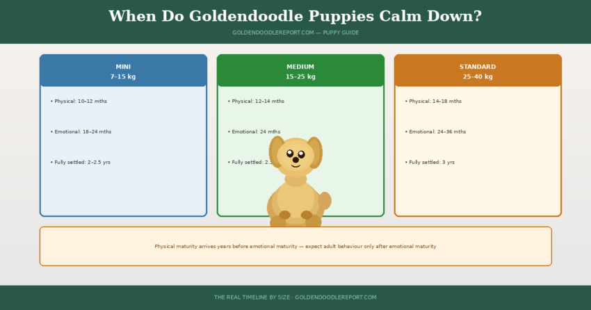 When do Goldendoodle puppies calm down — three size columns showing calm-down timeline for Mini, Medium, and Standard Goldendoodles