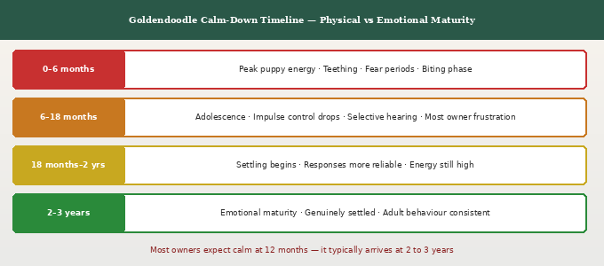 When do Goldendoodle puppies calm down — energy phases timeline showing four stages from peak puppy energy to emotional maturity at 2 to 3 years
