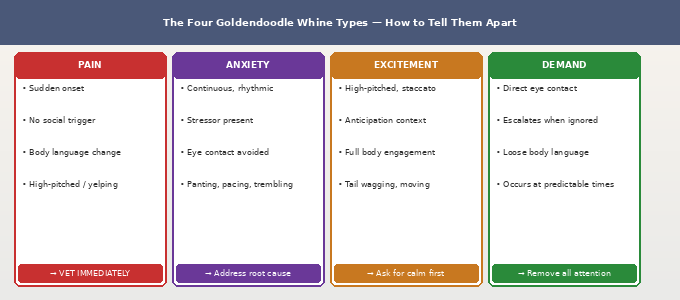 Why is my Goldendoodle whining — illustrated guide to the four types of Goldendoodle whining