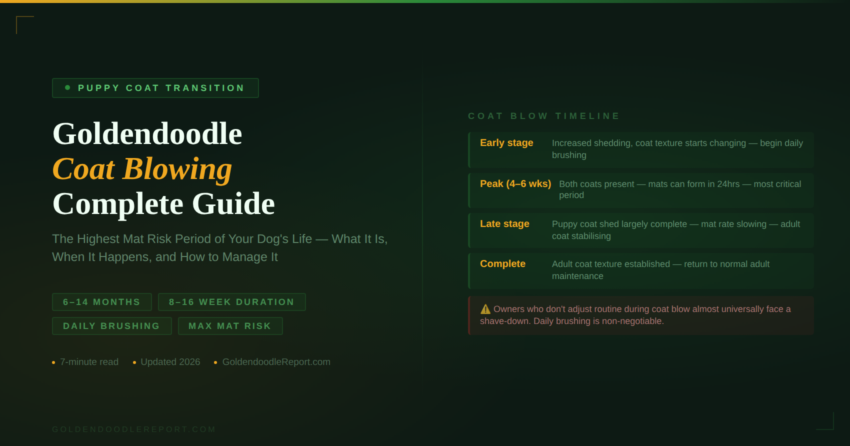 Goldendoodle coat blowing guide — four-phase transition timeline showing early stage peak period late stage and completion with daily brushing warning